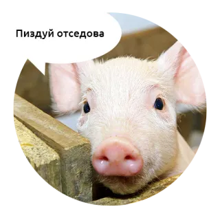🖕 Пиздуй отседова świnia, zwierzę, obraźliwe, rosyjski telegram sticker