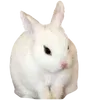 🐰