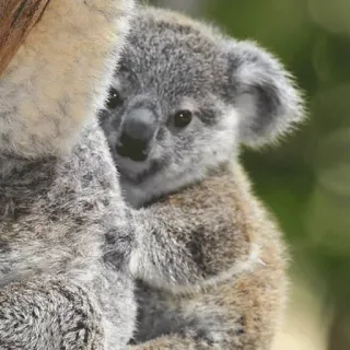 🐨 koala, animal, cute, wildlife, marsupial, nature, baby koala telegram sticker