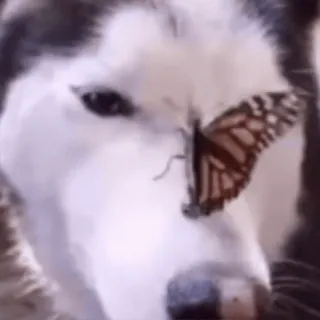🐶 chien, husky, animal, papillon, monarque, nature whatsapp sticker