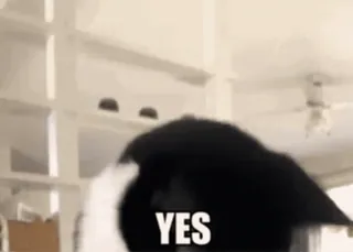 🏵 YES gato, engraçado, meme, sim, animal, fofo telegram sticker