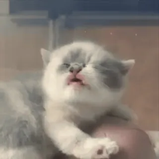 😀 kitten, cat, cute, animal, pet, baby animal whatsapp sticker