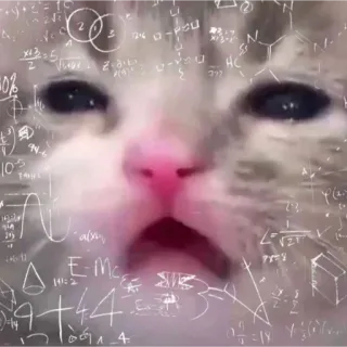 😂 猫, 数学, 混乱, ミーム, 方程式, 思考中, 面白い whatsapp sticker