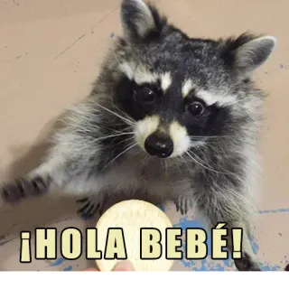 😃 ¡HOLA BEBÉ! rakun, imut, binatang, halo, bayi, hola whatsapp sticker