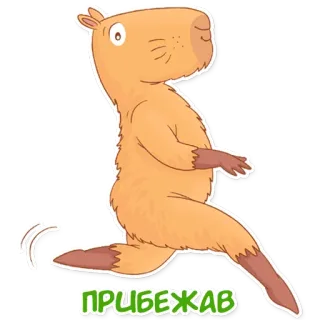 🏃‍♀️ ПРИБЕЖАВ capybara, berlari, hewan, kartun, pengerat telegram sticker