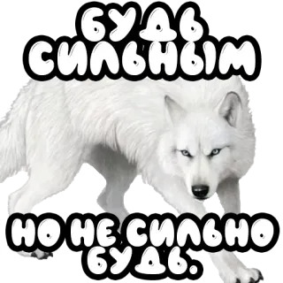 💪 Будь сильным, но не сильно будь. lupo, animale, forza, russo, lupo bianco, testo telegram sticker