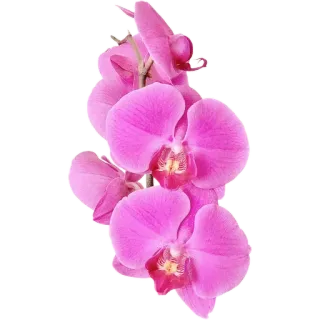 🌸 กล้วยไม้, ดอกไม้, สีชมพู, พืช, ธรรมชาติ, เบ่งบาน, ลายดอก telegram sticker