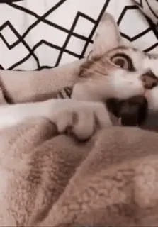 🤬 gatto, animale domestico, animale, carino, felino telegram sticker
