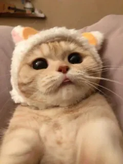 🐈 cat, animal, pet, hat, cute, kitten, whiskers telegram sticker