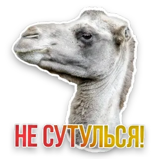 🐪 НЕ СУТУЛЬСЯ! camel, animal, funny, meme, text, russian telegram sticker