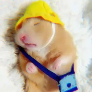 ✨ Hamster, schlafend, Tier, süß, gelber Hut, Kleintier, Nagetier whatsapp sticker