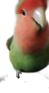 😀 bird, parrot, lovebird, peach-faced lovebird, animal, pet telegram sticker