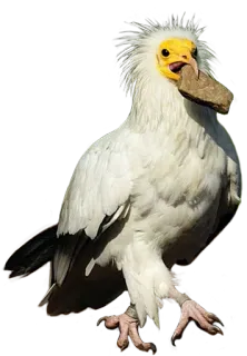💌 bird, vulture, animal, wildlife, nature, Egyptian vulture telegram sticker