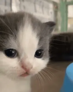 🤨 mèo con, mèo, động vật, dễ thương, thú cưng telegram sticker
