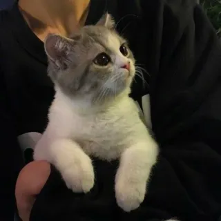 🤍 gatto, gattino, animale domestico, animale, carino, gatto domestico telegram sticker