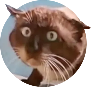 😵 cat, animal, pet telegram sticker