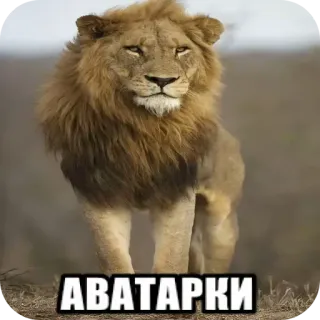 🐎 АВАТАРКИ whatsapp sticker