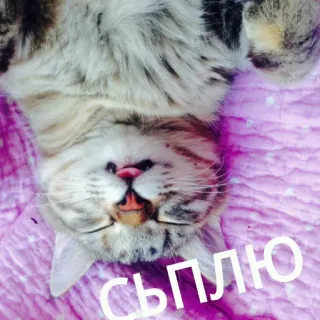 😴 СЪПЛЮ gatto, gattino, carino, animale, animale domestico whatsapp sticker