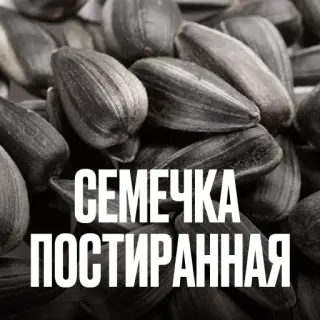 Креативно ругаем студентов telegram stickers