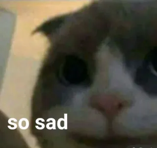 🐱 so sad Katze, traurig, Tier, Haustier, süß, Meme whatsapp sticker