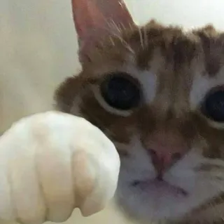 🌟 gato, animal, animal de estimação, gato doméstico, fofo, gato laranja telegram sticker