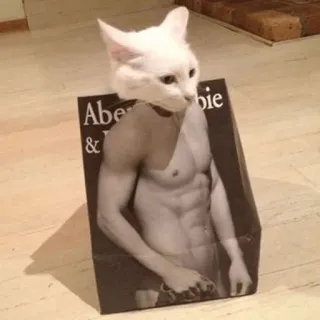 🤘 Abe &
T Katze, lustig, Bauchmuskeln, Humor, Aufkleber, Tier telegram sticker