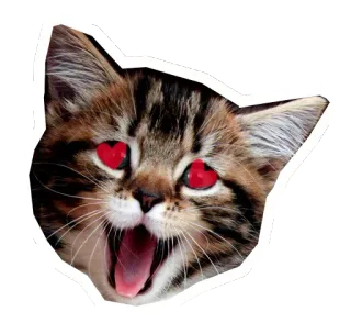 🐱 gato, gatito, animal, mascota, ojos de corazón, lindo telegram sticker