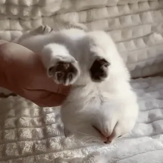 ❤️ 子猫, 猫, 白猫, かわいい, 動物, ペット, 家畜 whatsapp sticker