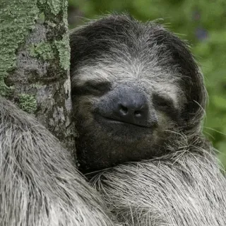 💤 Faultier, Tier, Niedlich, Baum, Säugetier, Faul, Langsam telegram sticker