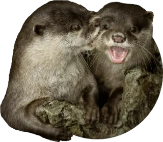 😡 Wydra, Zwierzęta, Słodkie, Dzikie zwierzęta, Ssaki telegram sticker