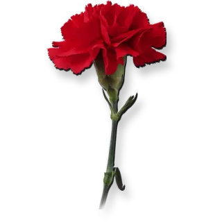 🌱 гвоздика, цветок, красный, природа, цветочный, растение telegram sticker