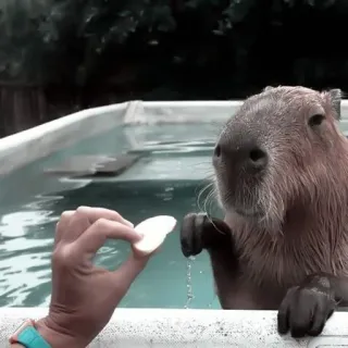 🪵 capivara, animal, fofo, roedor, nadando, piscina, animal de estimação telegram sticker