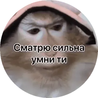 🌟 Сматрю сильна умни ти monkey, meme, animal, funny telegram sticker