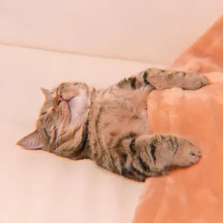 🐯 gatto, dormire, rilassato, animale domestico, animale, gatto domestico, felino whatsapp sticker