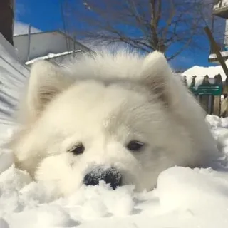 ❤️ hund, schnee, samojede, tier, süß, winter telegram sticker