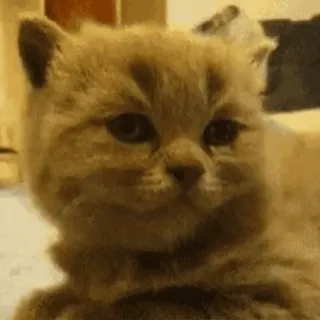 😴 gato, gatito, lindo, animal, mascota, divertido, meme whatsapp sticker