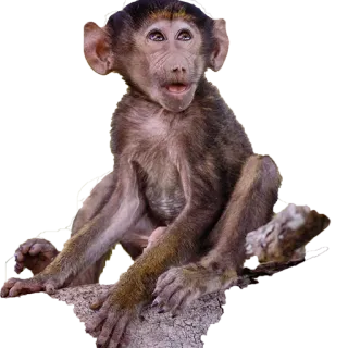 😧 猴子, 狒狒, 动物, 野生动物 telegram sticker