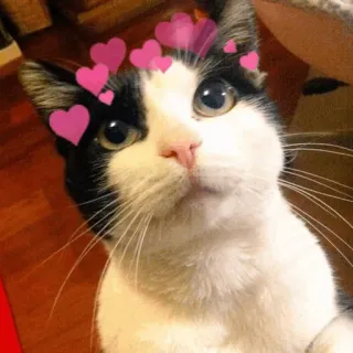 ⚡️ gato, corazones, lindo, animal, mascota, gato doméstico, gato esmoquin telegram sticker
