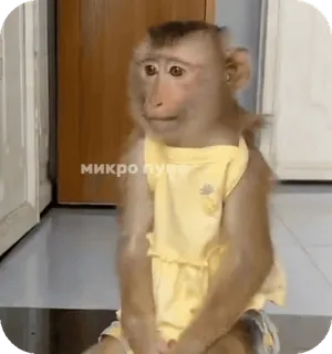 🪸 микро пупа monyet, binatang, lucu, meme telegram sticker