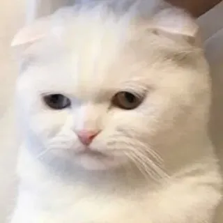 😐 cat, white cat, animal, Scottish Fold, pet, cute, domestic cat telegram sticker