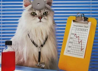 👨‍⚕️ Temperature Chart telegram sticker