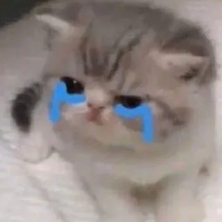 🥺 gatto, gattino, piangere, triste, lacrime, meme, carino telegram sticker