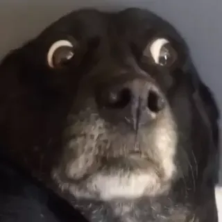 😳 Hund, lustig, Haustier, Meme, Tier, verängstigt telegram sticker