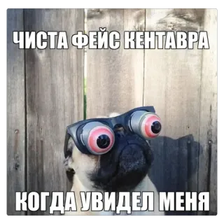 🫥 ЧИСТА ФЕЙС КЕНТАВРА
КОГДА УВИДЕЛ МЕНЯ hond, mopshond, meme, grappig, zonnebril, humor whatsapp sticker