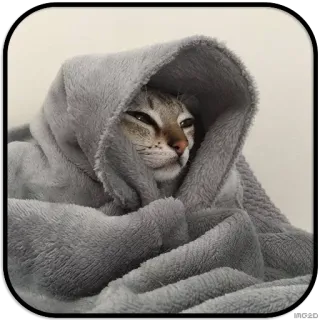 ☺️ chat, couverture, cosy, animal de compagnie, animal whatsapp sticker