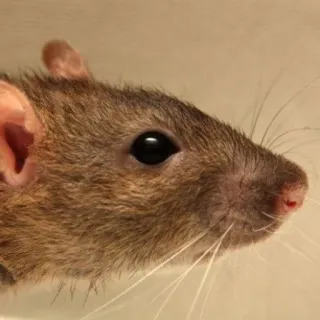 🐭 chuột, động vật gặm nhấm, động vật, thú cưng, động vật có vú, chuột cống telegram sticker