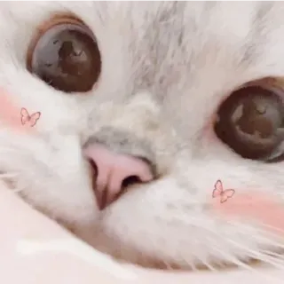 😁 Katze, süß, Tier, Kätzchen, Schmetterling, Haustier telegram sticker