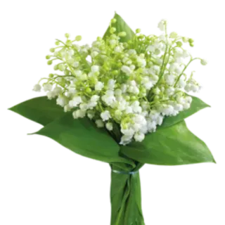 🌸 hoa, bó hoa, hoa lan chuông, trắng, xanh lá telegram sticker