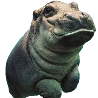 😋 hà mã, động vật, động vật hoang dã, động vật có vú, sở thú, thiên nhiên telegram sticker