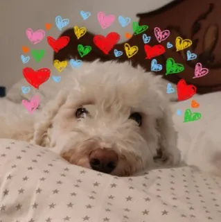 ❤️ cachorro, corações, amor, fofo, animal de estimação, animal telegram sticker
